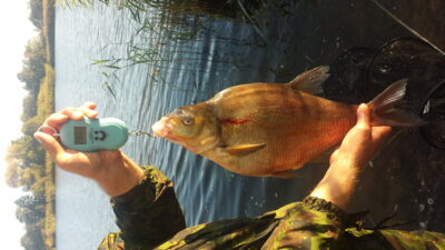 Carp bream, 2.8 kg — ATMATA