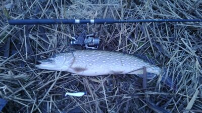 Northern Pike, 3.8 kg — Šventoji