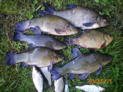 Tench