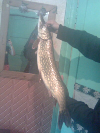 Northern Pike