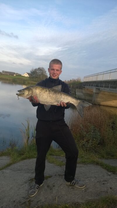 Asp, 4.6 kg