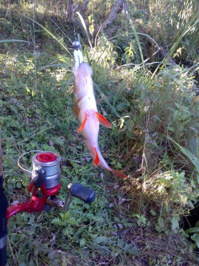 Eurasian perch — Musė