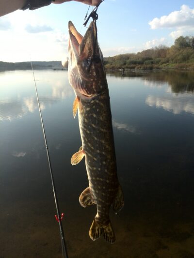 Northern Pike