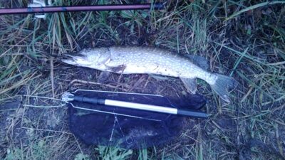 Northern Pike, 3.5 kg