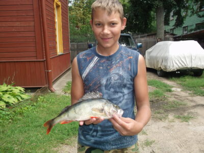 Eurasian perch