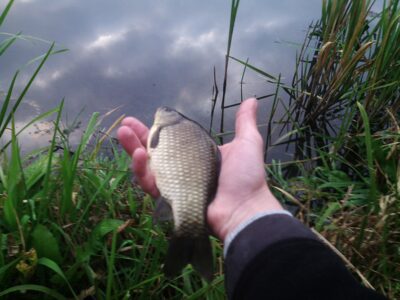 Prussian carp