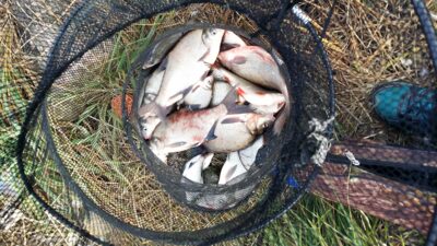 Carp bream ×20 — Kuršių