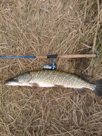 Northern Pike, 4.6 kg — Neman River