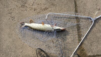 Northern Pike, 2.4 kg — Neris River