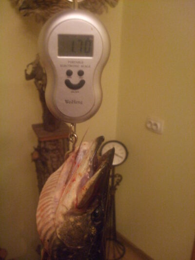 Northern Pike, 1.7 kg