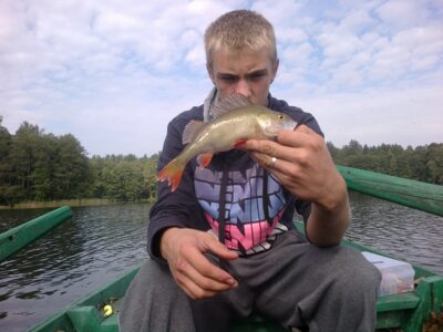 Eurasian perch, 0.4 kg — Ilgis