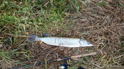 Northern Pike, 2.4 kg — Neris River