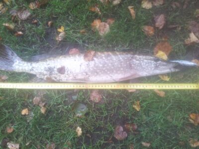 Northern Pike — Neris River