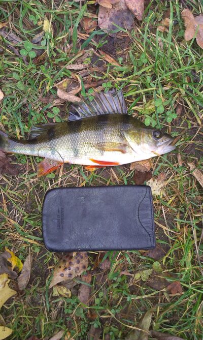 Eurasian perch, 0.3 kg