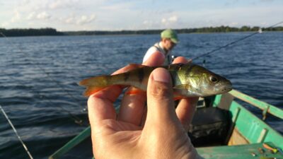 Eurasian perch — Platelių
