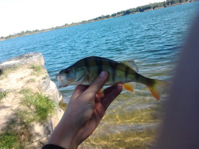 Eurasian perch