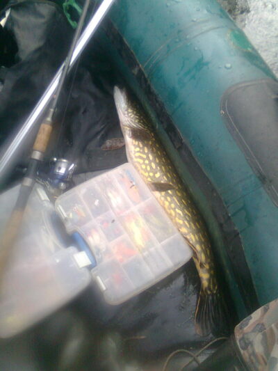 Northern Pike, 2.2 kg — Žeimena