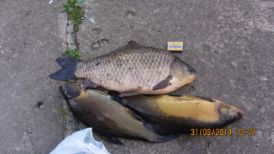 Prussian carp, 2.3 kg — Pajiešmenių