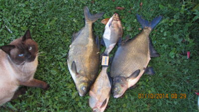 Carp bream, 2.5 kg — Mūša