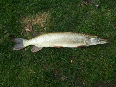 Northern Pike, 1.3 kg — Neman River