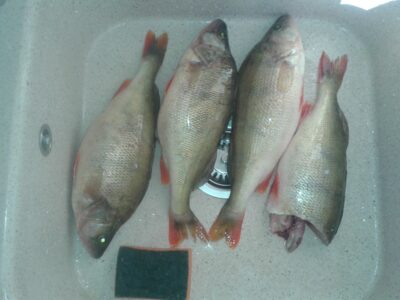 Eurasian perch ×4 — Kuršių