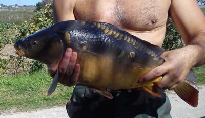 Carp, 4.0 kg