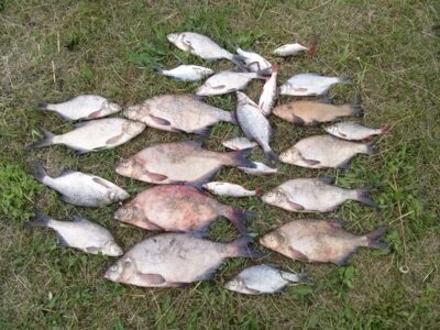 Carp bream ×18 — Čiaunas