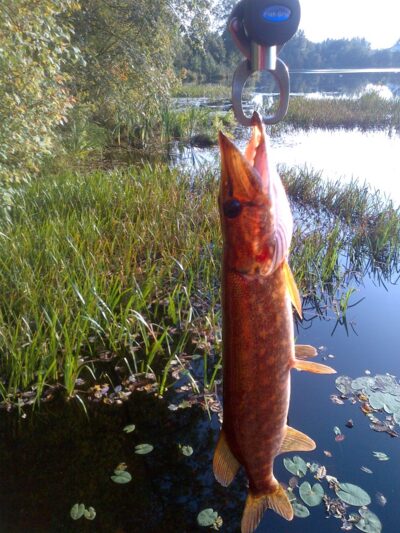 Northern Pike, 0.5 kg — Žalesėlis