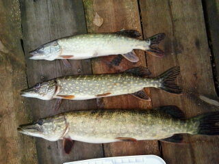 Northern Pike