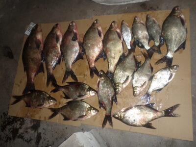 Carp bream ×16 — Žiegas