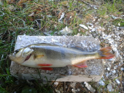 Eurasian perch — Arinas