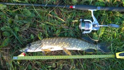 Northern Pike, 0.7 kg