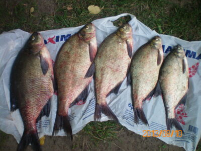 Carp bream