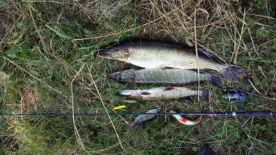 Northern Pike, 2.9 kg