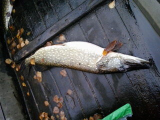 Northern Pike