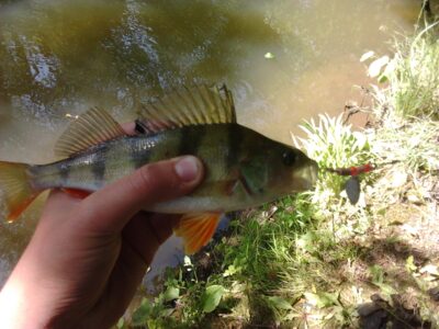 Eurasian perch — Skinija
