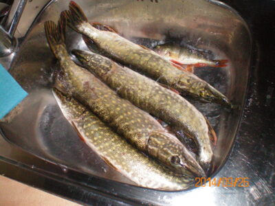 Northern Pike