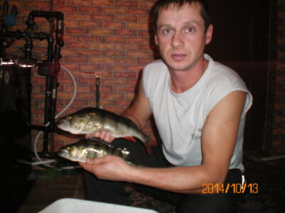 Eurasian perch