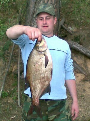 Carp bream, 2.0 kg — Baluošas