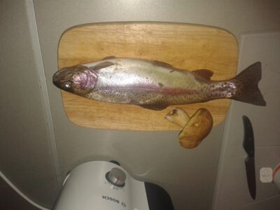 Ocean Trout — Mera