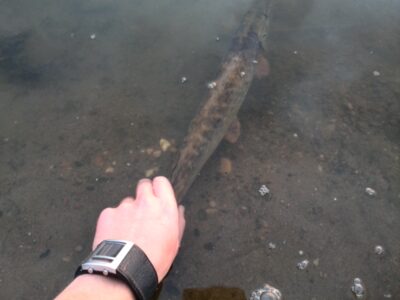 Northern Pike — Neman River