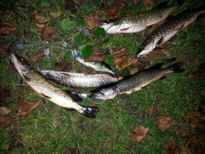 Northern Pike ×5