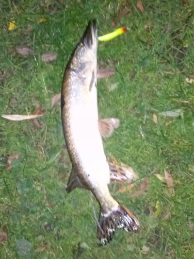 Northern Pike, 1.5 kg