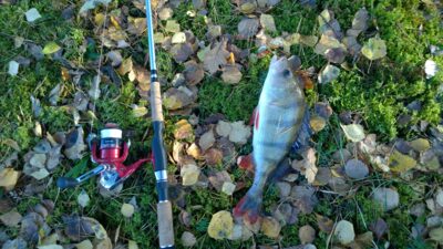 Eurasian perch, 0.5 kg