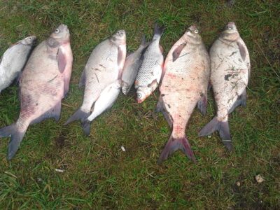 Carp bream — Skirvytė