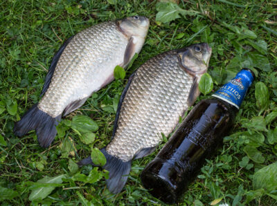 Prussian carp ×2