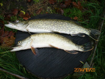 Northern Pike ×4