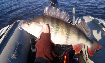 Eurasian perch, 0.6 kg — Kupiškio