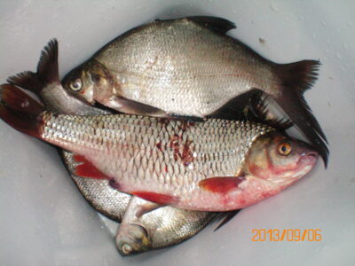Eurasian perch
