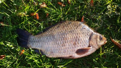 Crucian carp, 1.2 kg — Sidabravo
